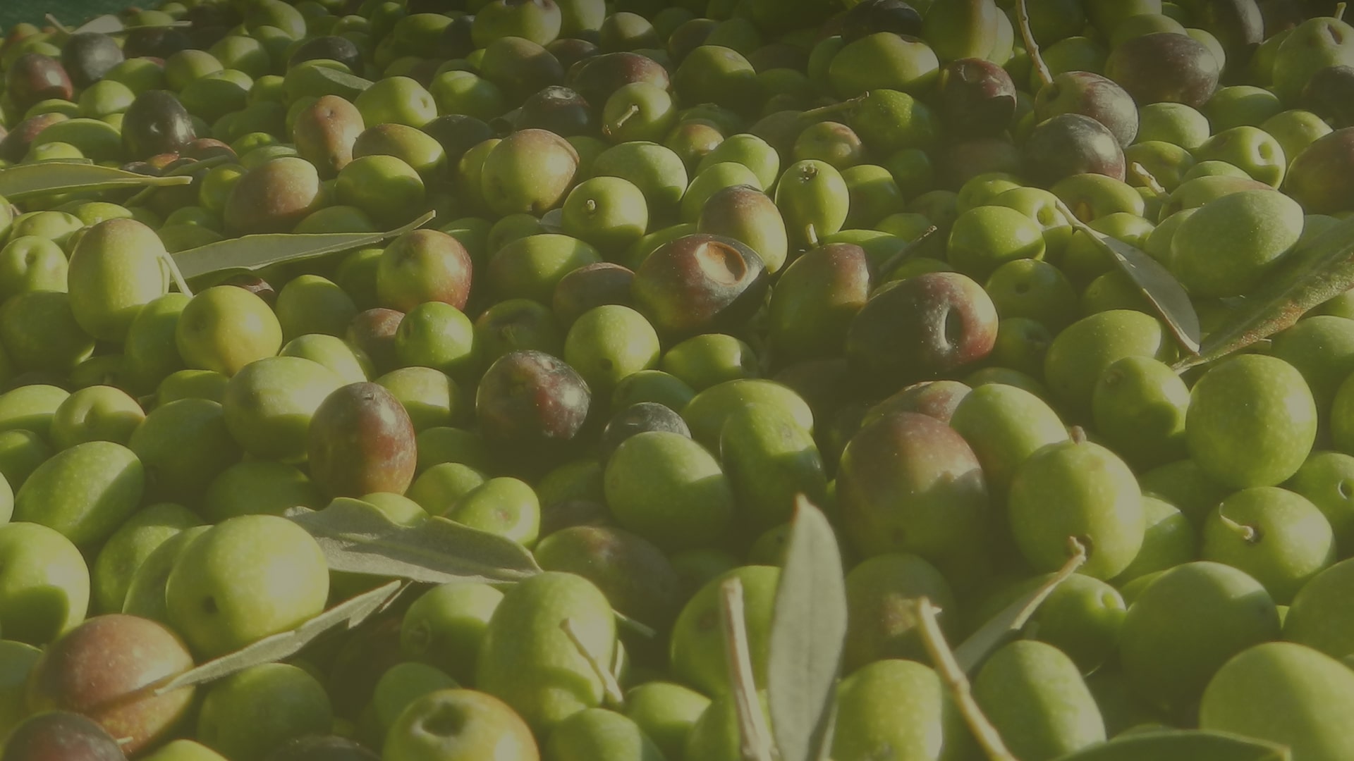 masseria-appia-traiana-azienda-agricola-tateo-casale-raccolta-olive-4
