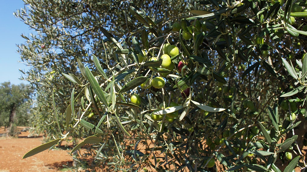 masseria-appia-traiana-olive masseria-appia-traiana-olive