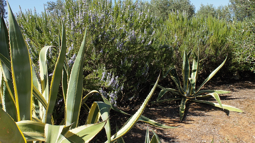 masseria-appia-traiana-ostuni-vegetazione masseria-appia-traiana-ostuni-vegetazione