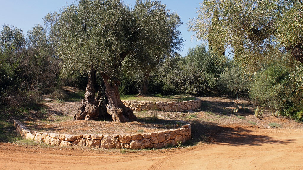 masseria-appia-traiana-ulivi-muretti-a-secco masseria-appia-traiana-ulivi-muretti-a-secco