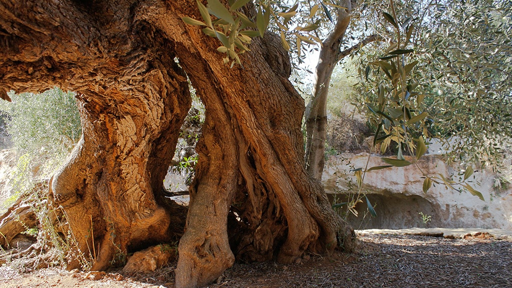 masseria-appia-traiana-ulivi-secolari-ostuni-brindisi-puglia masseria-appia-traiana-ulivi-secolari-ostuni-brindisi-puglia