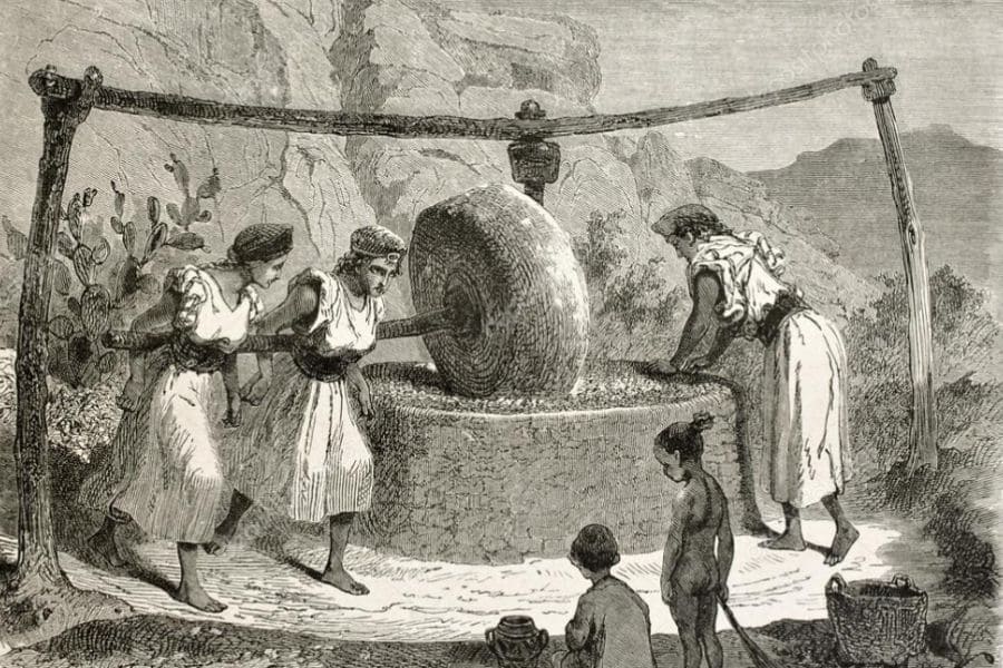 origini dell'olio-masseria appia traiana
