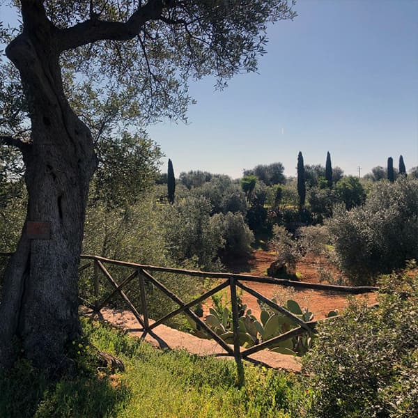 visuale-area-sosta-camper-masseria-appia-traiana-ostuni-brindisi