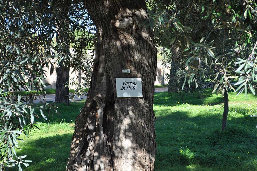 adottare-un-ulivo